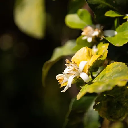 Casa Nicoletta 度假居 *